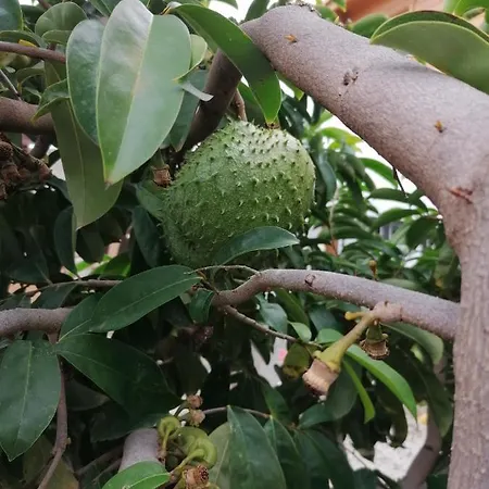 Viñas Icod De Los Vinos