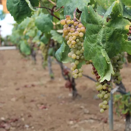 Viñas *