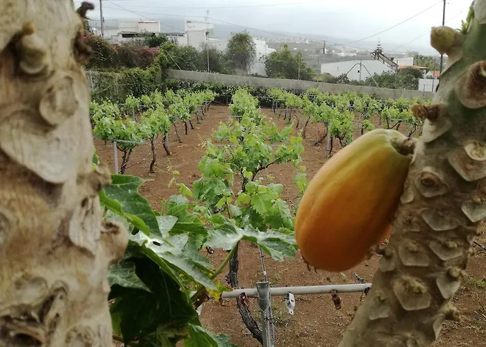 Vinas Nyaraló